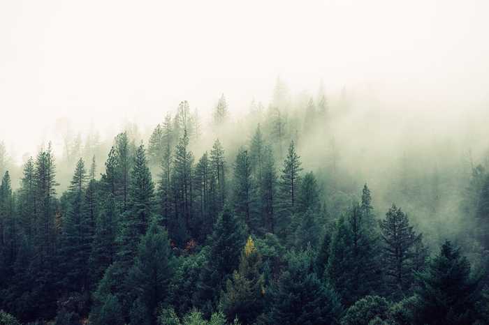 pine forest
